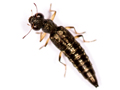 Stenus aceris